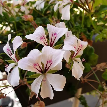 Lägenhet Mary's Sweet Neapel